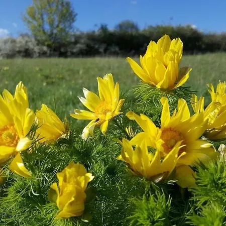 Viadrina & Frankfurt-oder Am Park Im Zentrum شقة فندقية 3*