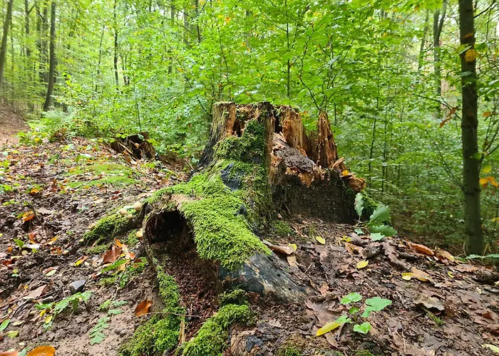 Viadrina & Frankfurt-oder Am Park Im Zentrum 3* Frankfurt an der Oder