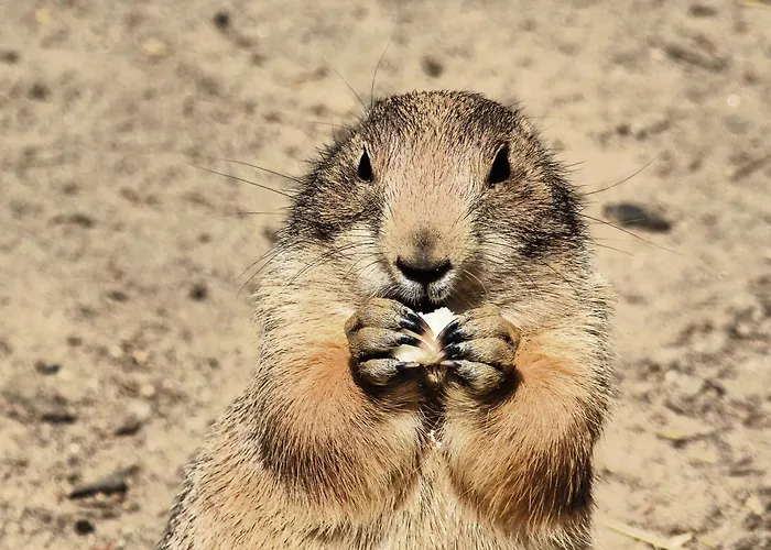 Lejlighedshotel Viadrina & Frankfurt-oder Am Park Im Zentrum