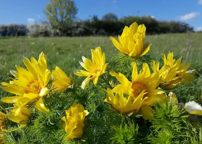 Viadrina & Frankfurt-oder Am Park Im Zentrum Lejlighedshotel 3*